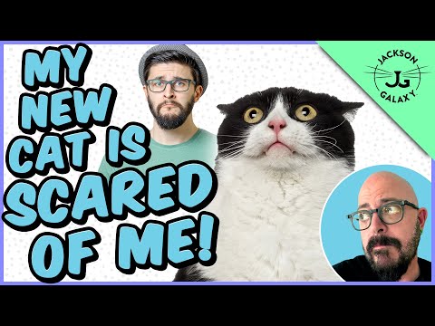 Help! My New Cat is Scared of Me!!