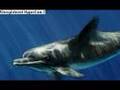 Facebook graffiti Dolphin replay(drawn with a mouse)
