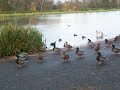 springburn-duck-gang.html