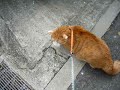 お散歩猫 catwalk ◆茶トラ白猫たま◆