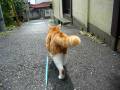 お散歩猫 catwalk ◆茶トラ白猫たま◆