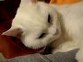 にゃも動画14