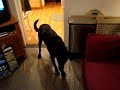 Frank the Wonder Dog plays soccer Take 5 Frank the Wonder Dog plays soccer Take 5