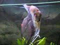 My 300 litre aquarium ( 1st day using co2 setup)