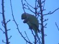 Gorgeous green parakeet outside my window