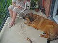 Edwin et l'os du jambon