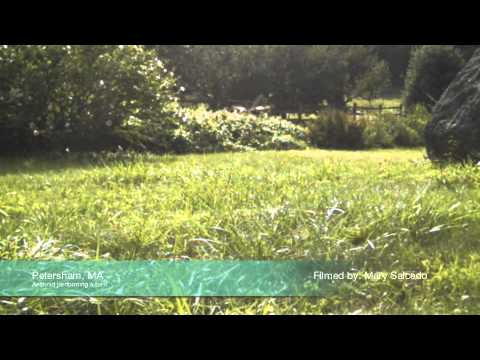 aeshnid - Filming dragonfly swarms in Western Mass. I was watching a field and captured a great turn from a blue-striped Aeshnid (not actually its common name, just a ...