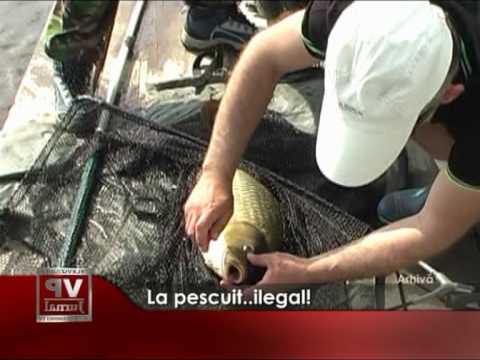 La pescuit… ilegal!