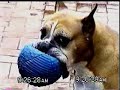 old boxers don\