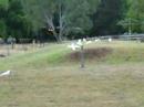 Roos and Cockatoos