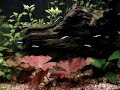 Mijn zuid-amerikaans aquarium Mijn zuid-amerikaans aquarium