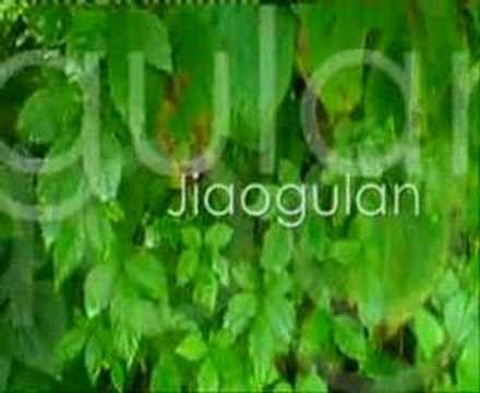 how to grow jiaogulan
