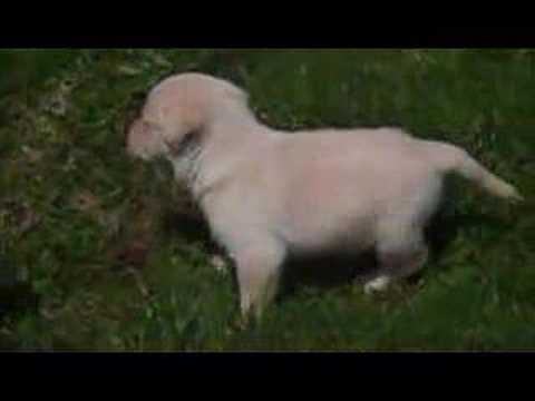Lab Puppies Playing With Mom and Dad Very Cute First Time Outside