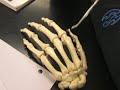 Skeletal Hand Anatomy Skeletal Hand Anatomy