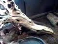 Savannah Monitor