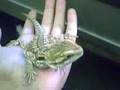 Tame Bearded Dragon 2