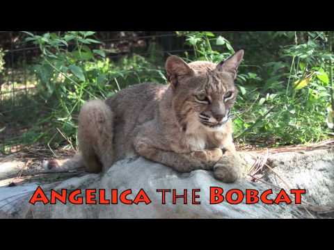 BOBCAT,