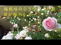 2019年5月8日 鉢栽培の小さなバラの庭　だいぶ咲いてきました！