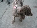 Coco.MP4