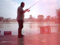 ikan pacu kolam achong