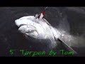 Tarpon Sport Fishing Tarpon Sport Fishing