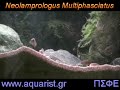 Neolamprologus Multifasciatus - Little Digger