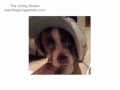 YouTube - Greg Oden's dog Mclovin singing Silent Night