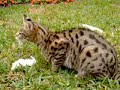 F-1 Savannah Cat Defends His Rat F-1 Savannah Cat Defends His Rat