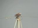 Osprey in problems