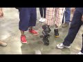 Click here to watch this video Bay Area Maker Faire 2012, DARwIn-OP Vs. Captain America!