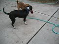 mikey&ginger tug o war