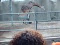 Giraffe Birth @ SAN DIEGO ZOO