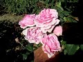Rose Bishops Castle.mov