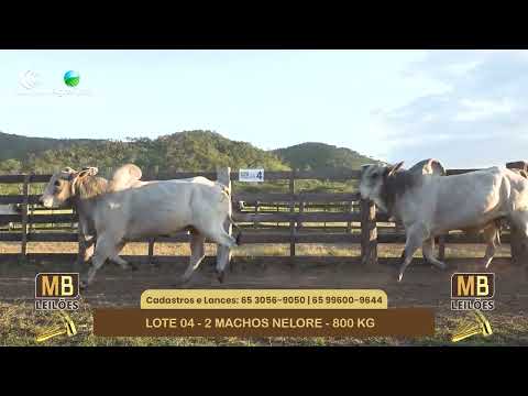 548� LEIL�O VIRTUAL MB LEIL�ES