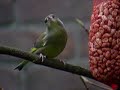 Groenling Greenfinch