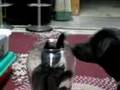 Cat Bottle fights with Dog