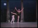 aurora bosch: cisne negro