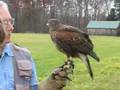 videos de Falconry: Hawk Toss and Recall