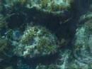 Snorkling in Fernando de Noronha - Brazil Snorkling in Fernando de Noronha - Brazil