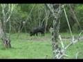 Ver Video