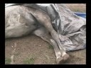 The Tragedy of Laminitis Part 3 The Tragedy of Laminitis Part 3