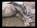 The Tragedy of Laminitis Part 3