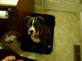 My 6 month old Blue Pitbull