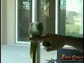 Parrot Tricks - http://www.youtube.com/watch?v=mPaxskK8Kgo&feature=related