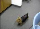 Daisy Meets Otis Part 1