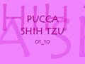 PUCCA SHIH TZU 002