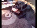 Elvis the chocloate Labrador gets the hamster from the ball Elvis the chocloate Labrador gets the hamster from the ball