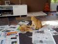 videos de Escape from Ude Garami (Cat-ami)