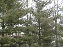 December 1st Snow showers December 1st Snow showers