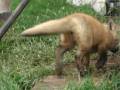 videos de red fox kit puppy cape breton nova scotia